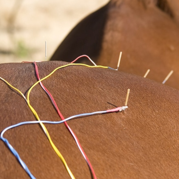 Implantação da Acupuntura  em Animais de Produção 