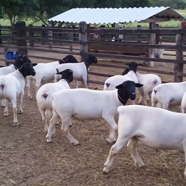 6 - Manejo Sanitário para Ovinos de Corte