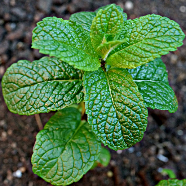 Horta em pequenos espaços