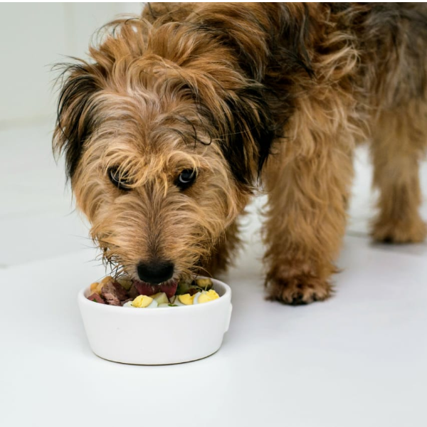 Cuidados Naturais para PETS 