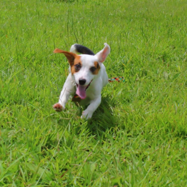Cãominhada do Meio Ambiente