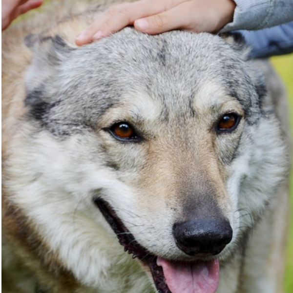 Meu cão virou uma fera! E agora? - Benefícios do adestramento para o controle da agressividade canina e outras dicas sobre o mundo Pet