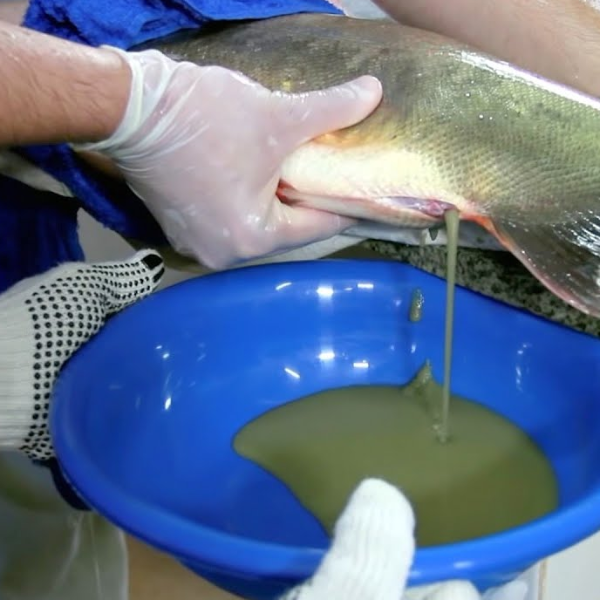 REPRODUÇÃO DE PEIXES