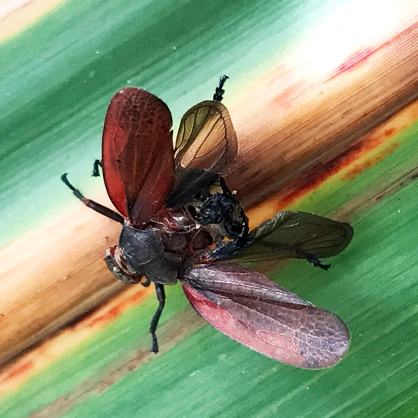 Manejo biológico de pragas da cana-de-açúcar