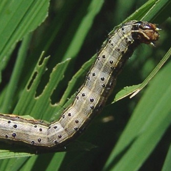 Minicurso 1 - Criação laboratorial de "Spodoptera frugiperda" para bioensaios com biolarvicidas