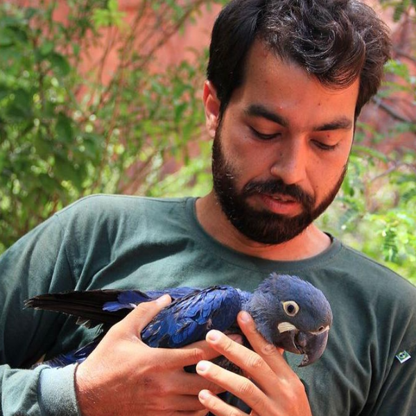 Biologia e Conservação da Arara-Azul-de-Lear