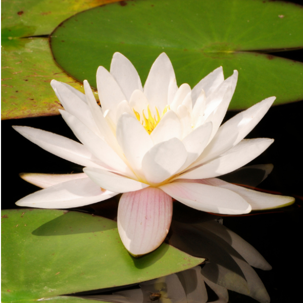 Meditação e glaucoma