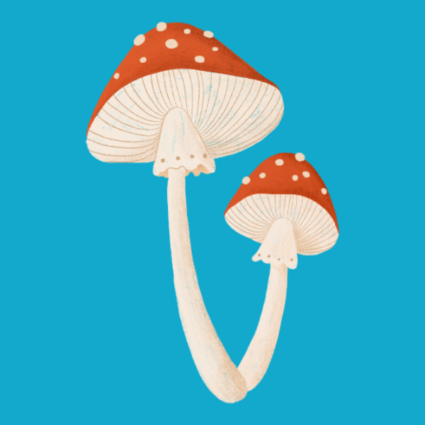 Empreendendo no ramo de bioprocessos e biotecnologia - o caso da Mush