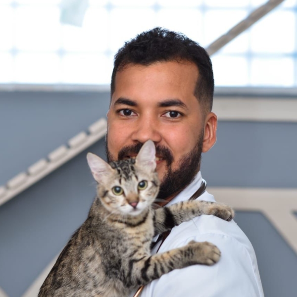 Medicina Felina e seus desafios