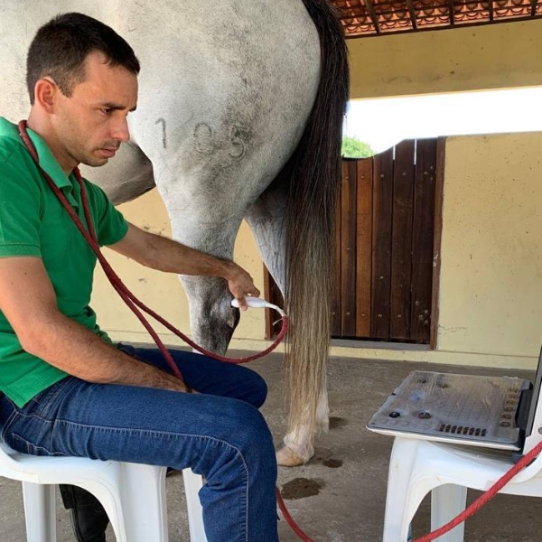 Exame de Imagem como ferramenta para diagnóstico na clínica de equídeos 