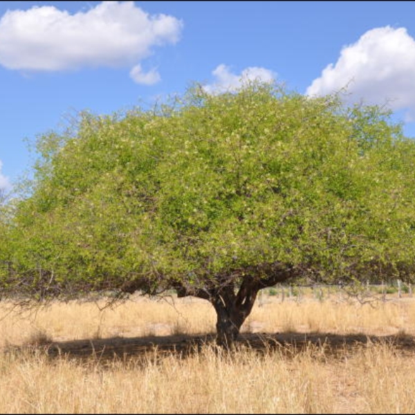 "Cadeia Produtiva de Spondias da Caatinga: do Cultivo ao Potencial Terapêutico"