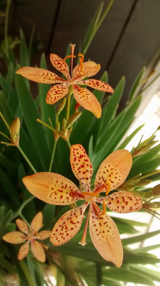 Inscrições e Credenciamento Matutino