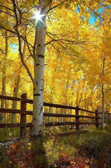 Relatos de Experiências Noturno