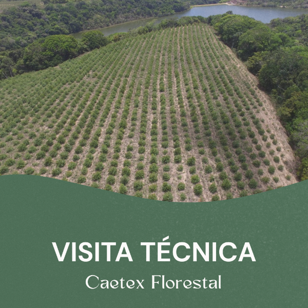 Operações Florestais da Caetex