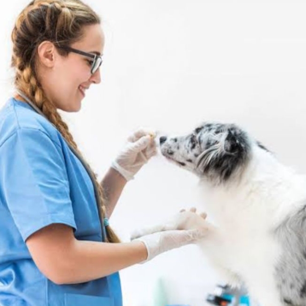 “Desvendando o perfil do cliente: Como a psicologia pode melhorar o atendimento veterinário”