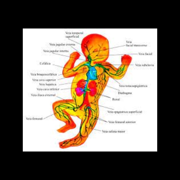 Terapia Infusional em RN e lactente