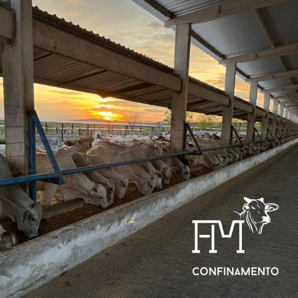 Visita técnica 6 - Confinamento FM Agro