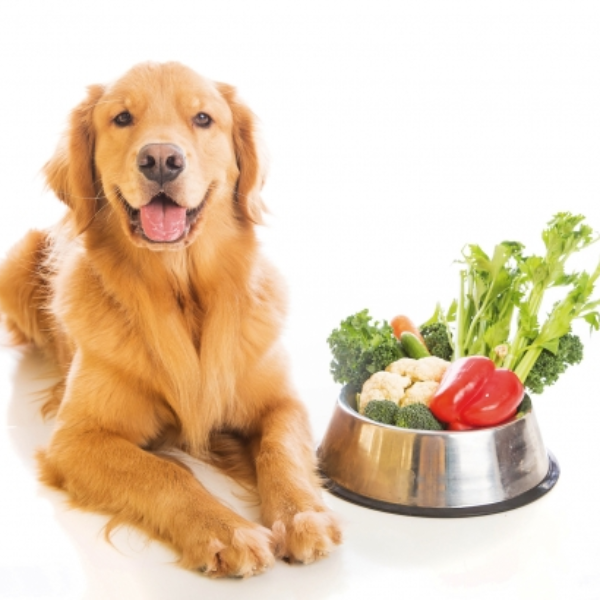 Alimentação Natural para pets