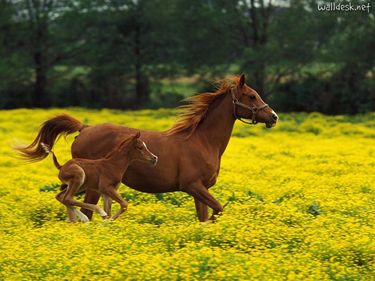 Manejo reprodutivo em haras