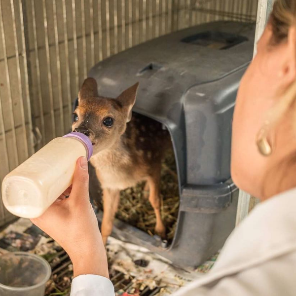 Reabilitação de animais silvestres