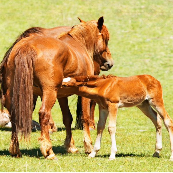 Manejo reprodutivo em haras