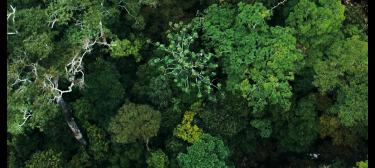 Amazônia Interdisciplinar