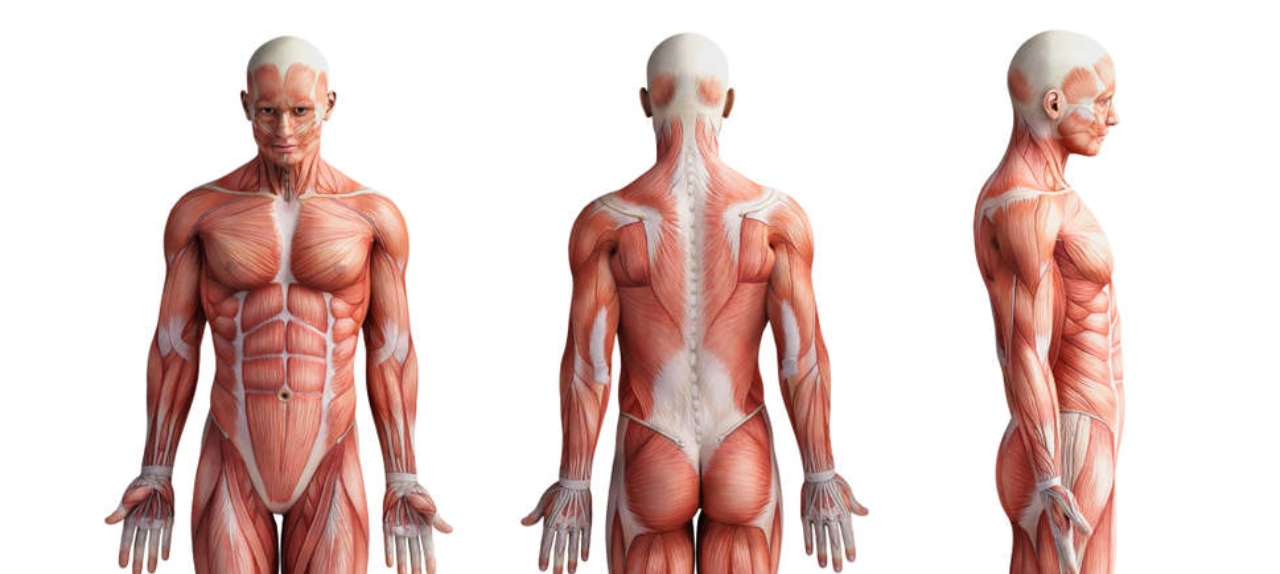 AVALIAÇÃO MUSCULO ESQUELÉTICA DE MEMBROS SUPERIORES E COLUNA CERVICAL.