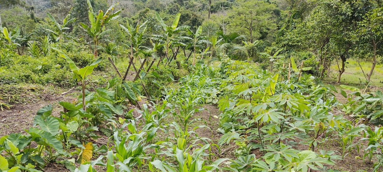 2° CURSO DE RESTAURAÇÃO FLORESTAL PRODUTIVA