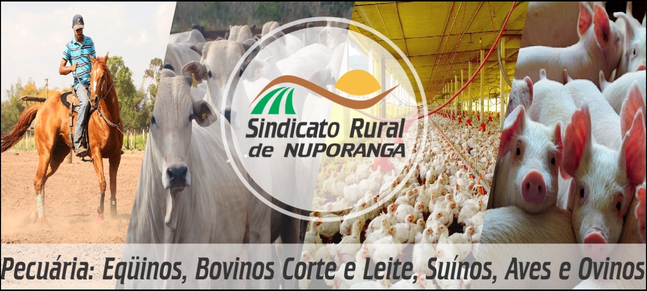 PROGRAMA FLORESTAMENTO - PRODUÇÃO DE MUDAS NATIVAS