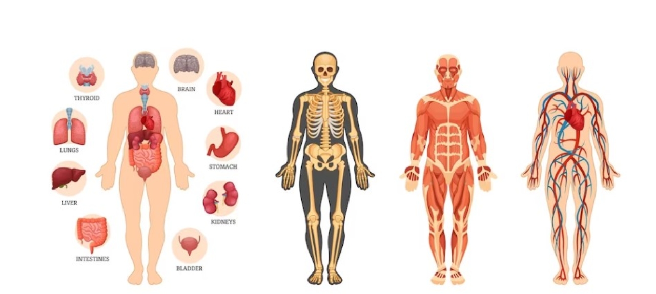 AULA DE ANATOMIA HUMANA