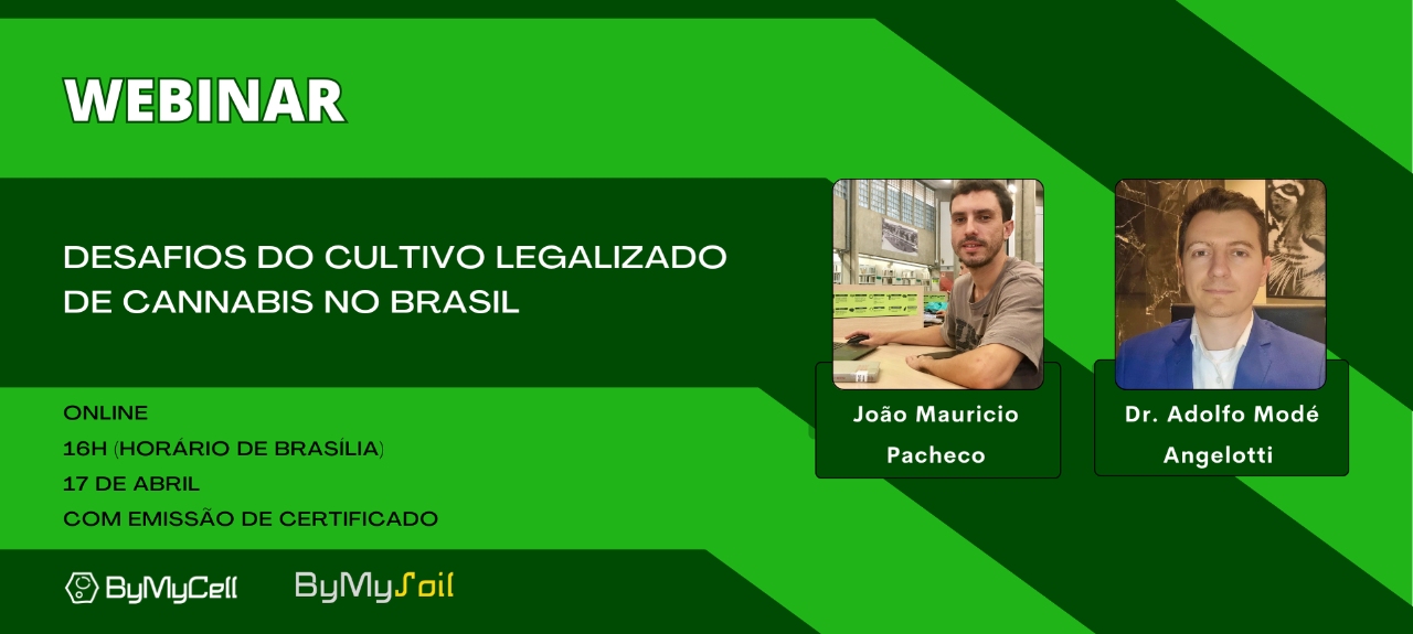 Desafios do cultivo legalizado de cannabis no Brasil