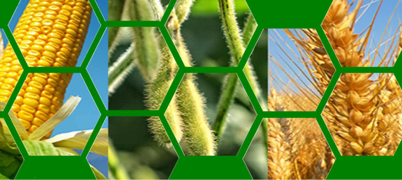 Ciência no Agro Ciência no Agro