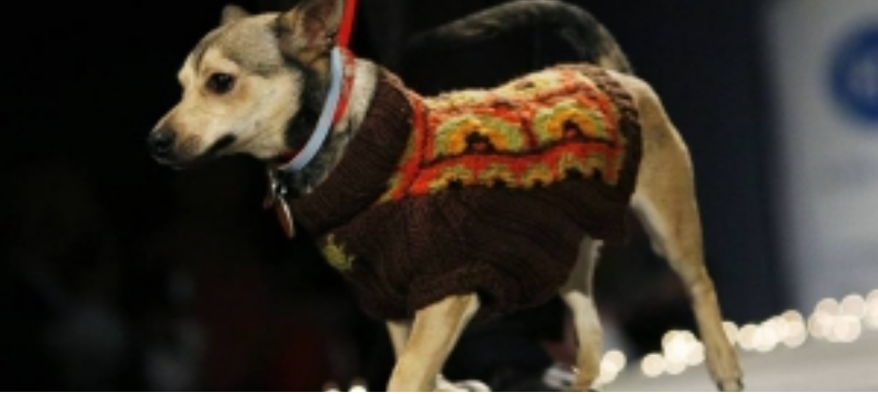 DESFILE DE CÃES BMB 2018