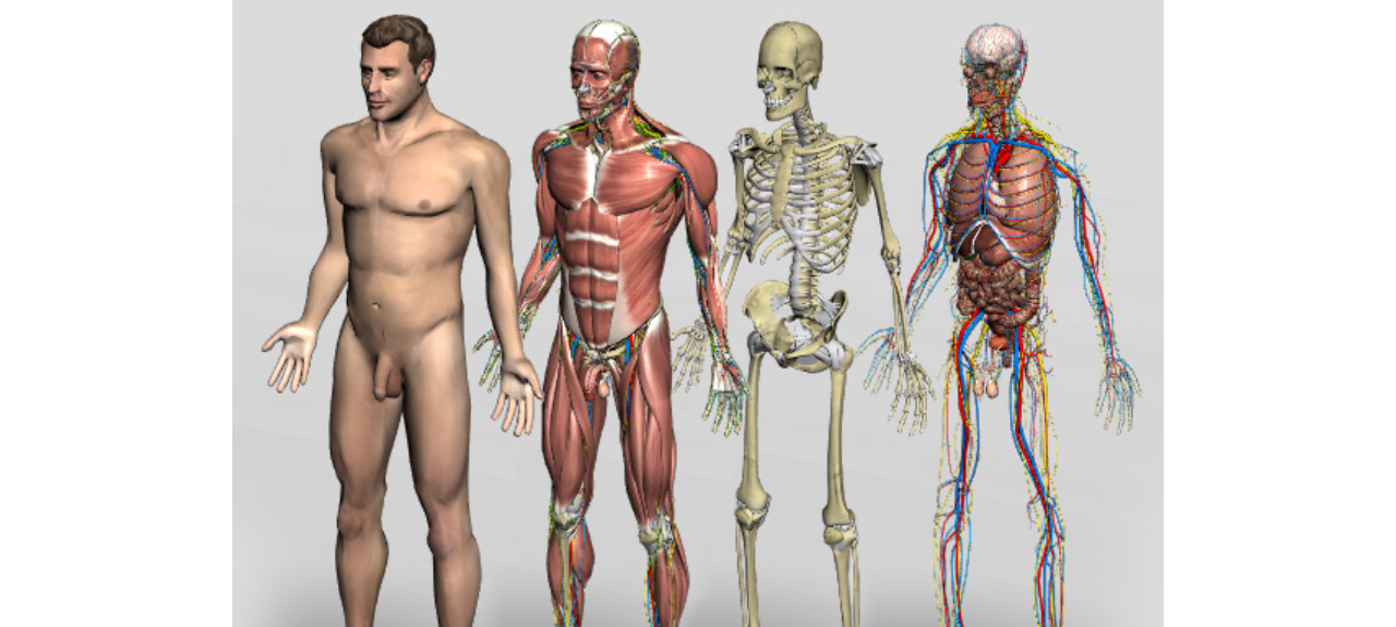 GINCANA DA INTEGRAÇÃO DE ANATOMIA