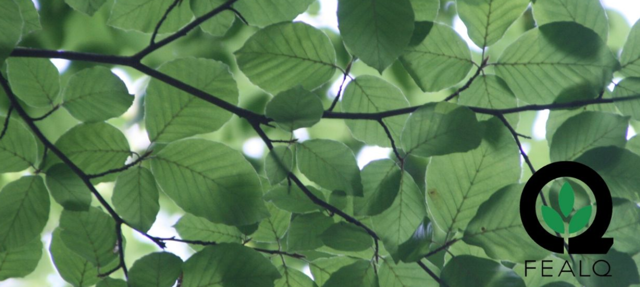 I SIMPÓSIO DE FLORESTAS URBANAS DA ESALQ (103579)