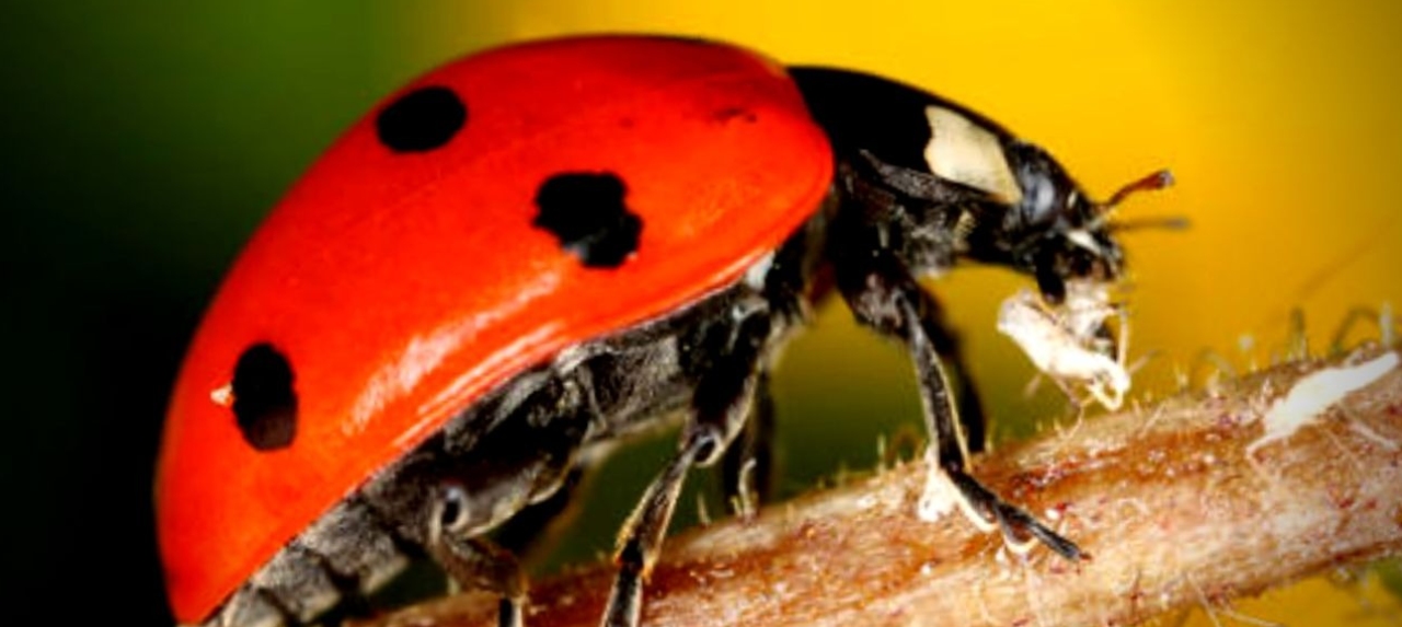 Curso Básico de Proteção Alternativa de Plantas