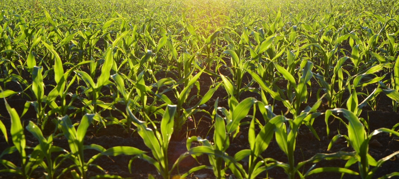 TECNICO AGROPECUARIA - Gestão e Manejo Básico na Pecuária de Corte