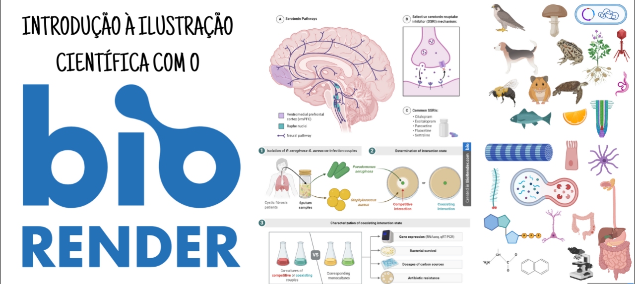 Introdução à Ilustração Científica: Iniciando a ferramenta BioRender