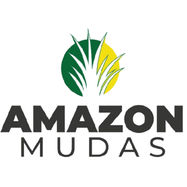 AMAZON MUDAS