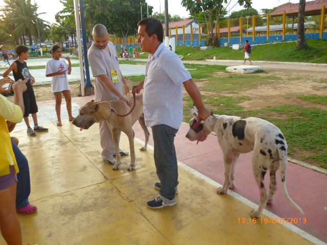 I Pet Global Dog do Ice Pet
